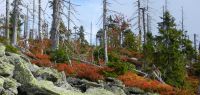 097 herbstliche farbe am stoafleck